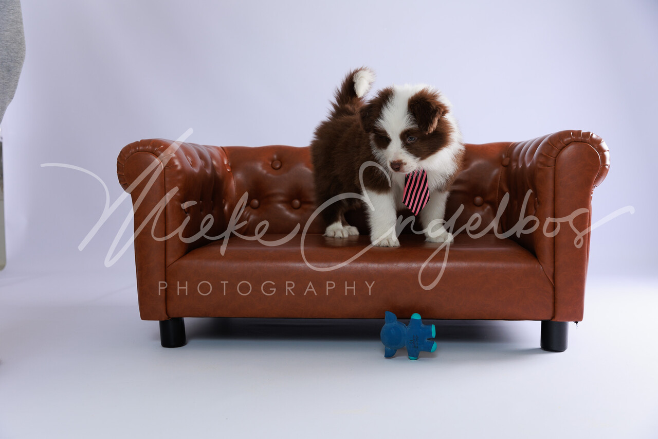 Izzy's Footsteps puppies 21 jan 2022