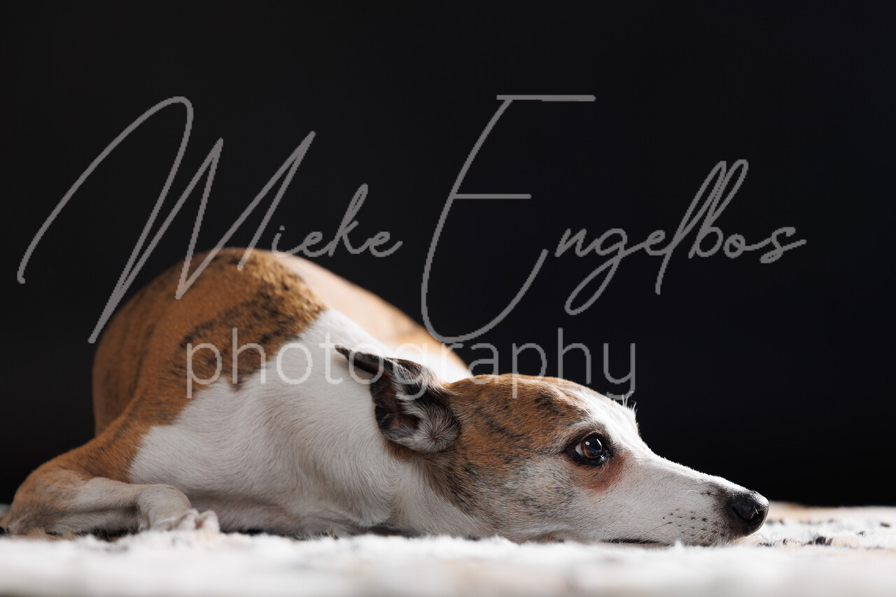 Whippets Diana Vermylen