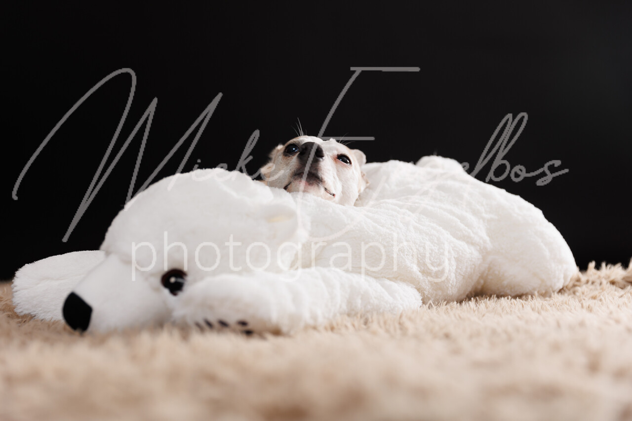 Whippets Diana Vermylen