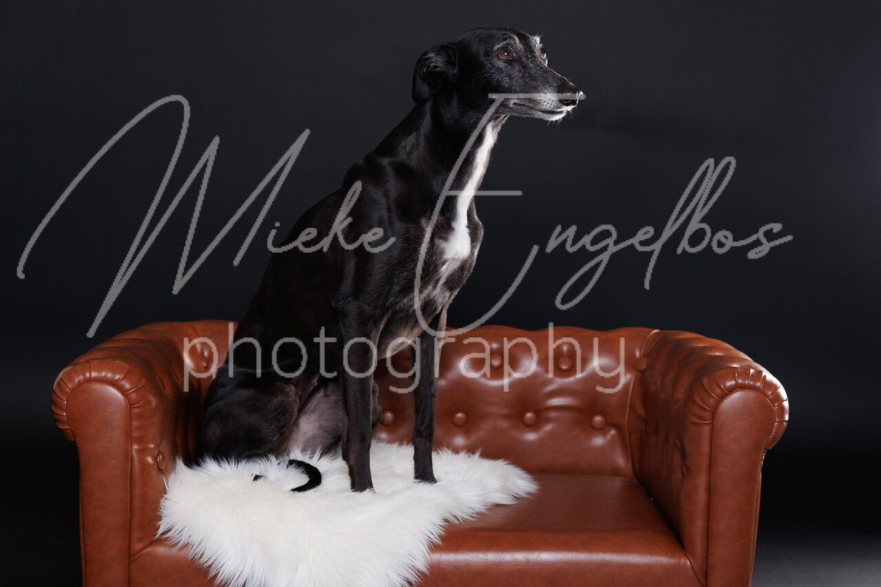 Whippets Diana Vermylen