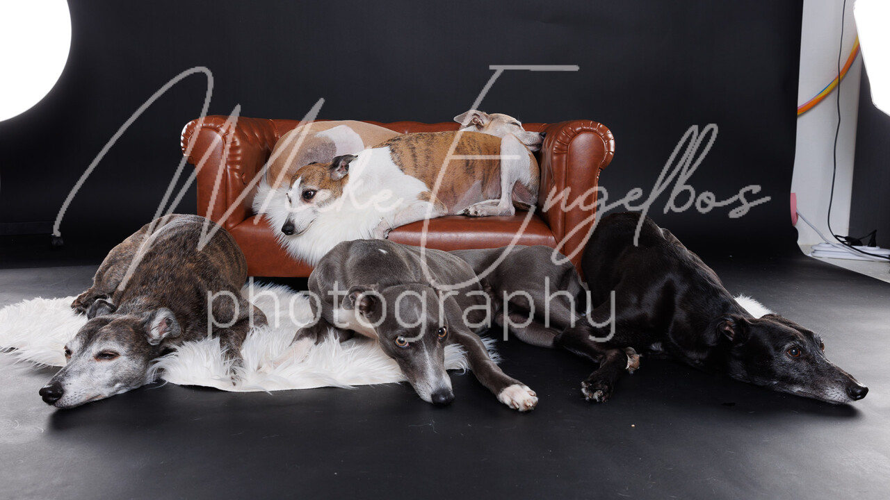Whippets Diana Vermylen