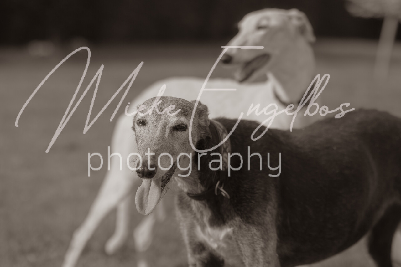 Els met haar Galgo's en teckel Amy