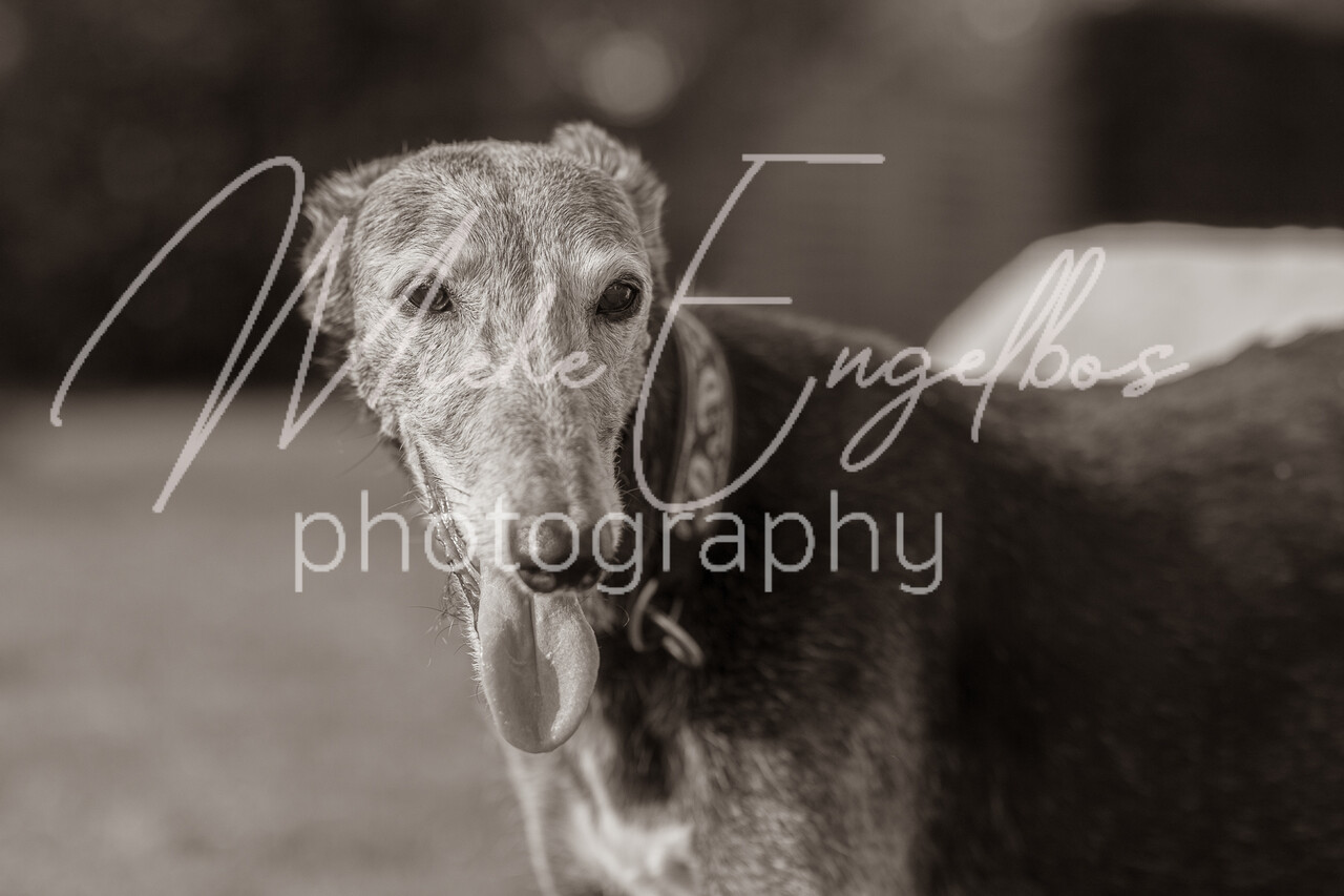 Els met haar Galgo's en teckel Amy