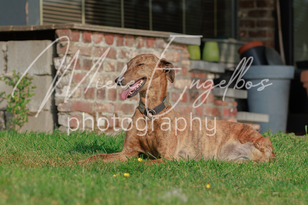 Els met haar Galgo's en teckel Amy