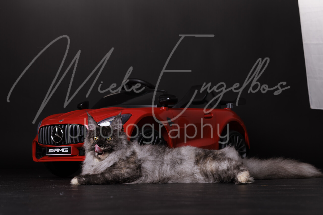 Maine Coons 19 januari 2023